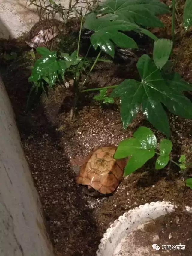 半水龟环境建造,椰土养半水龟