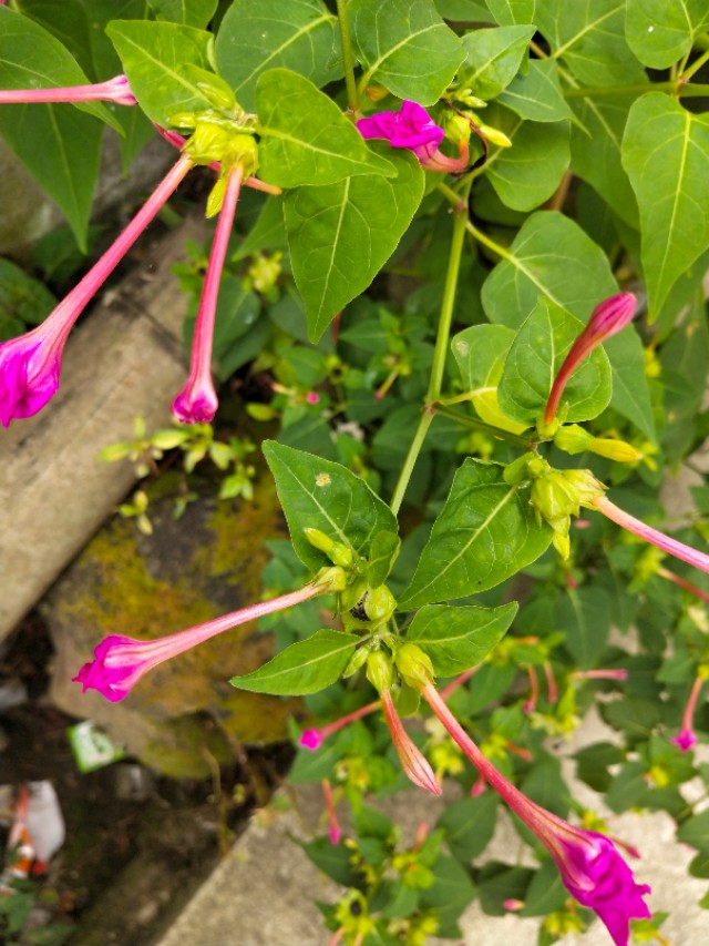 （紫茉莉）植物界中最好的首饰
