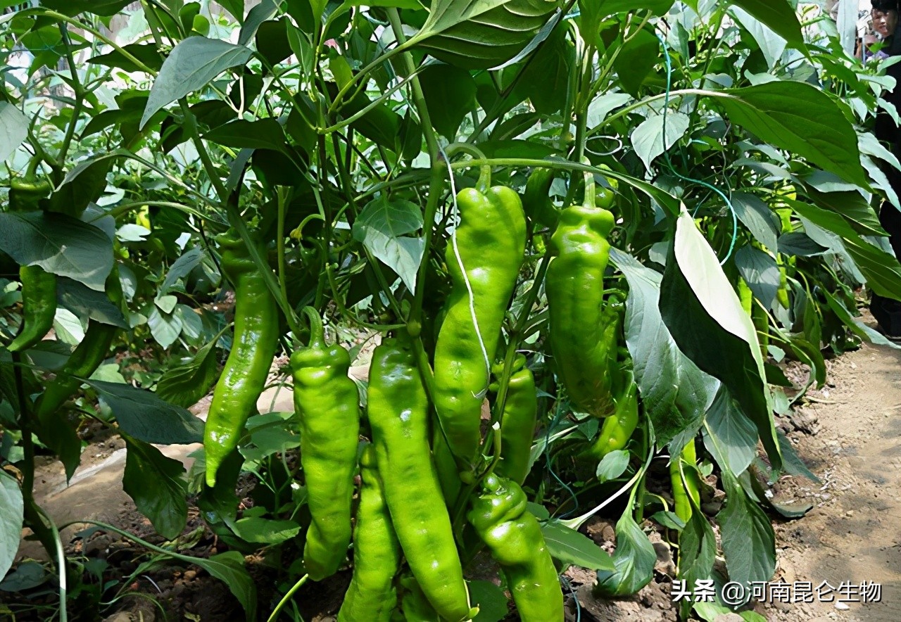 辣椒黄叶是怎么回事？辣椒叶子发黄用什么肥料灌根好？烂根怎么办