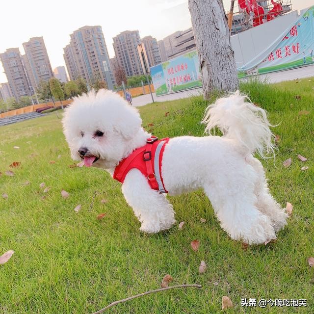 如何让比熊犬的毛变漂亮,比熊犬怎么让毛发蓬松顺滑