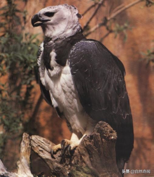 金雕猛禽排名,猛禽战斗力排行榜第一名