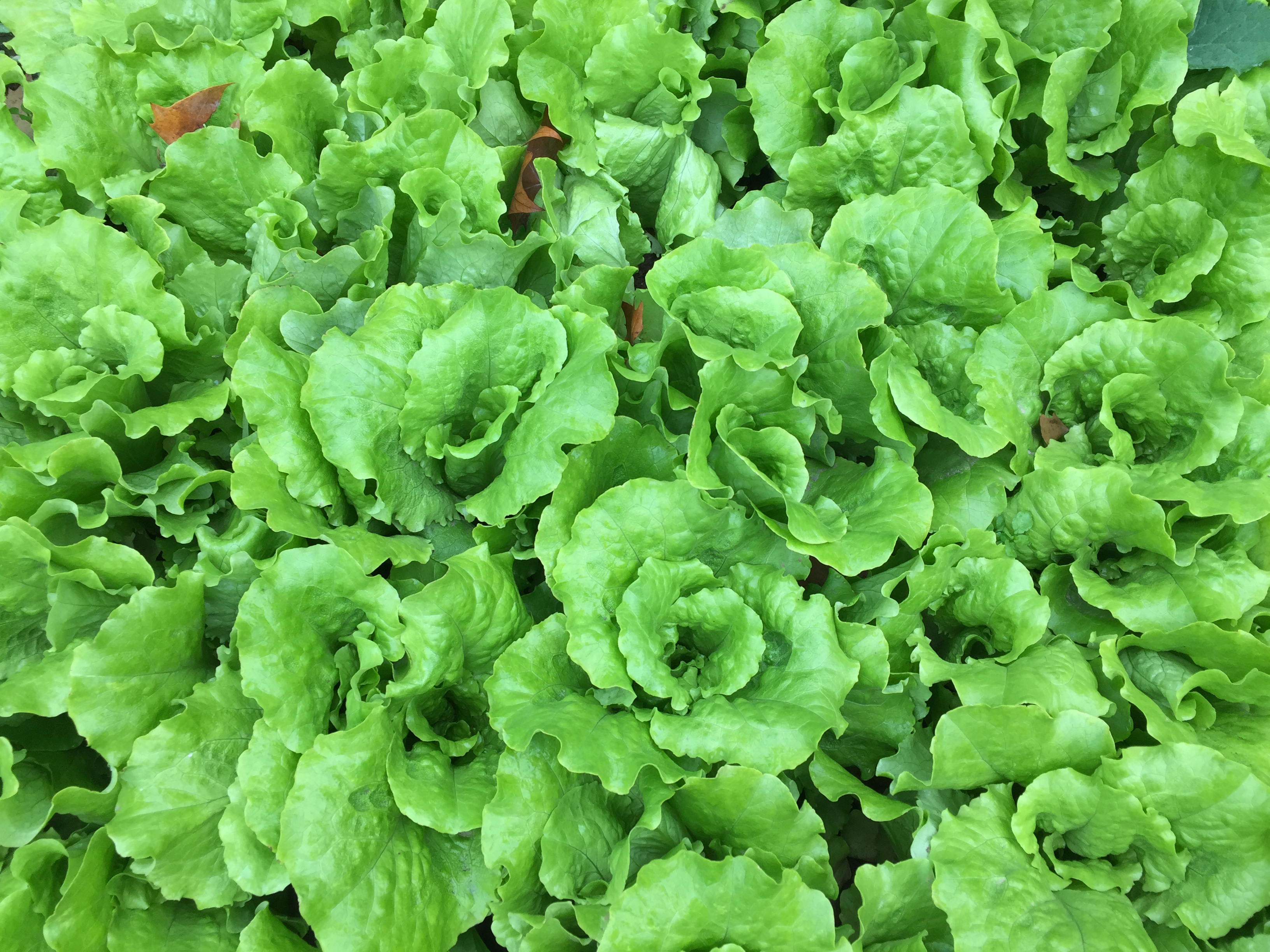 这篇文章，拯救啥都种不活、种啥都不长的新手们