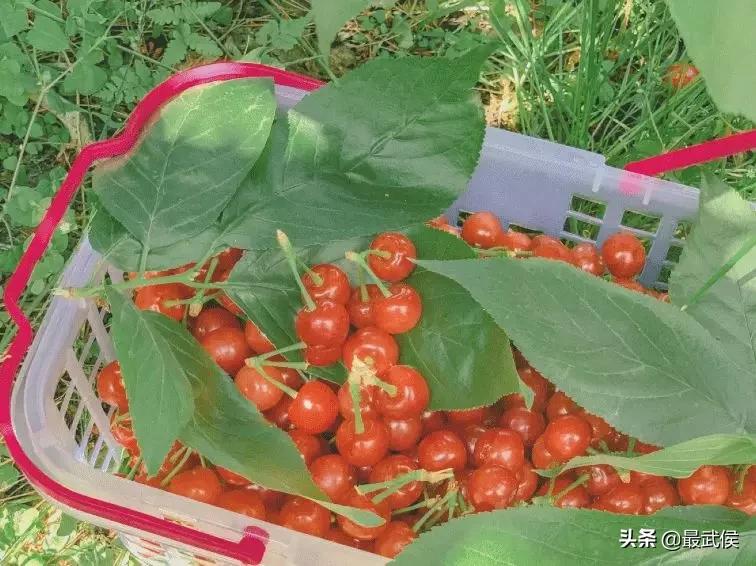 成都摘樱桃的地方不要门票,成都摘樱桃人少的地方