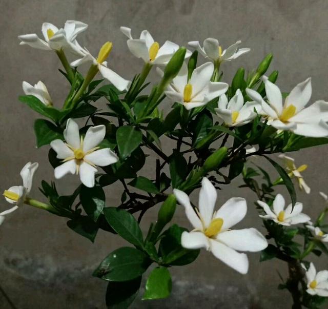 盆栽栀子花叶子干枯怎么办,栀子花放在阳台叶子发蔫怎么补救