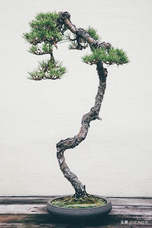 文人树盆景，宣泄一种情绪，吐露一种幽愤