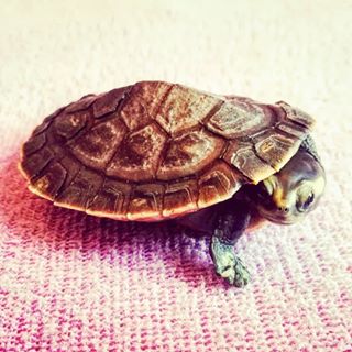 新手养龟最好养哪几种龟,如何分别浅养龟和深养龟