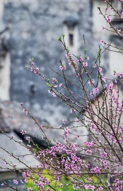 如此才华横溢,如此绝美的诗句