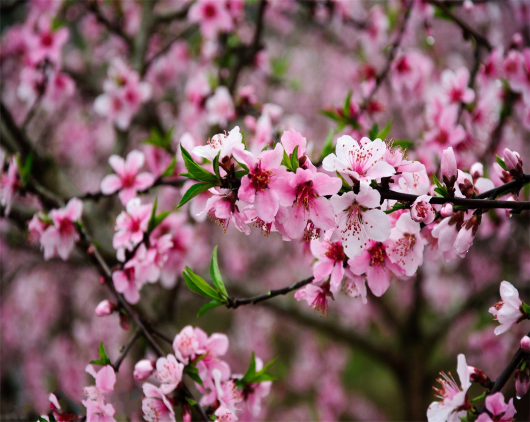 桃花的养殖方法有哪些,桃花盆栽怎么养