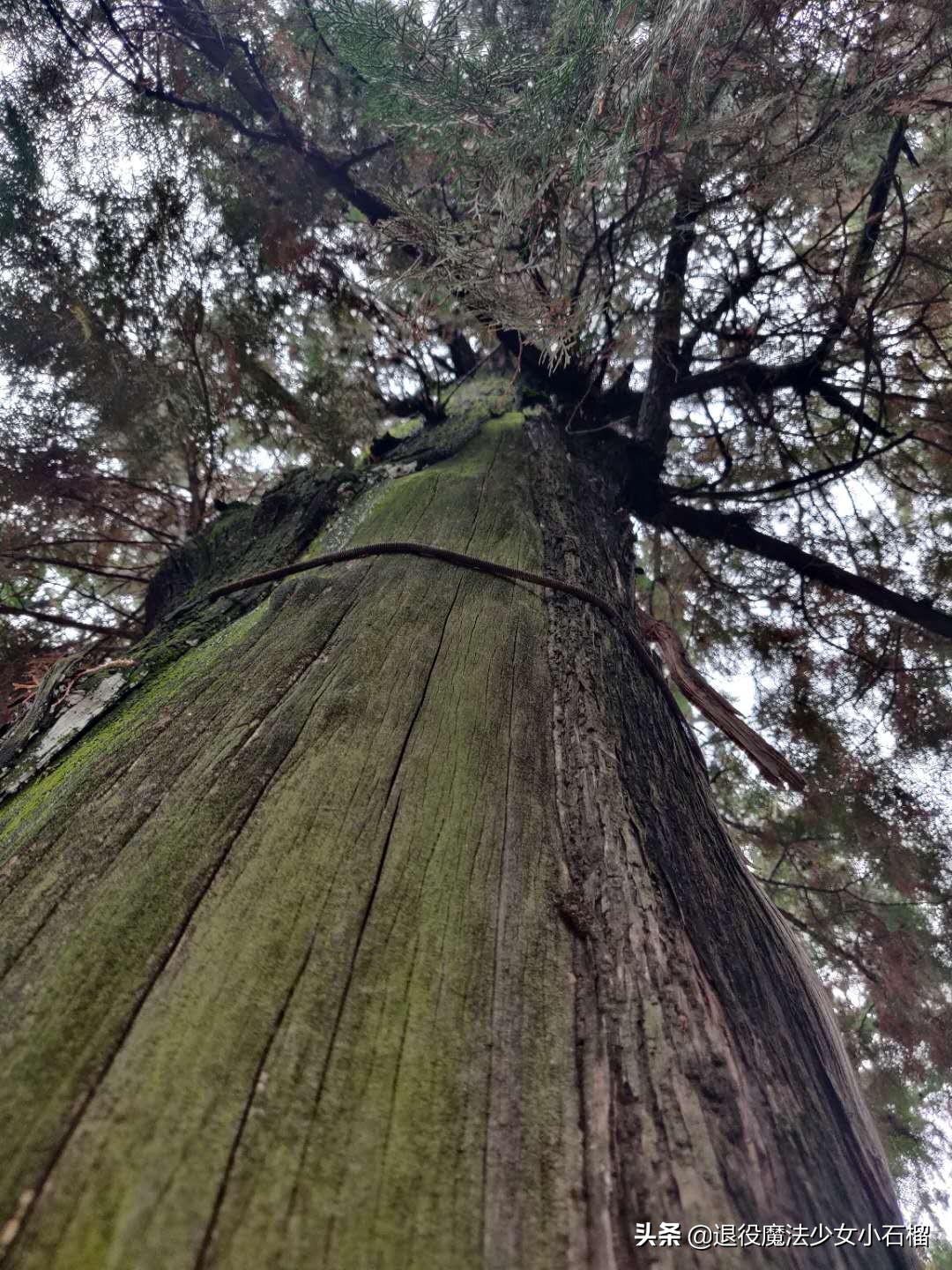 可移动的家Day12曲阜孔庙