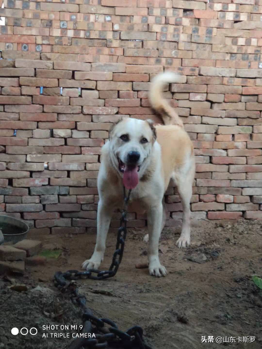 最具争议的犬种——高狼