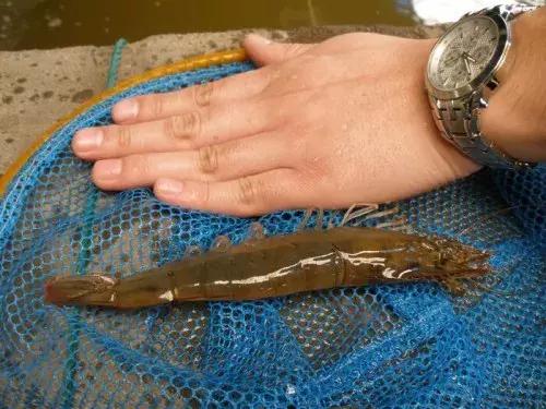 南美白对虾白斑病是怎么得出来的,南美白对虾出现白斑怎么治