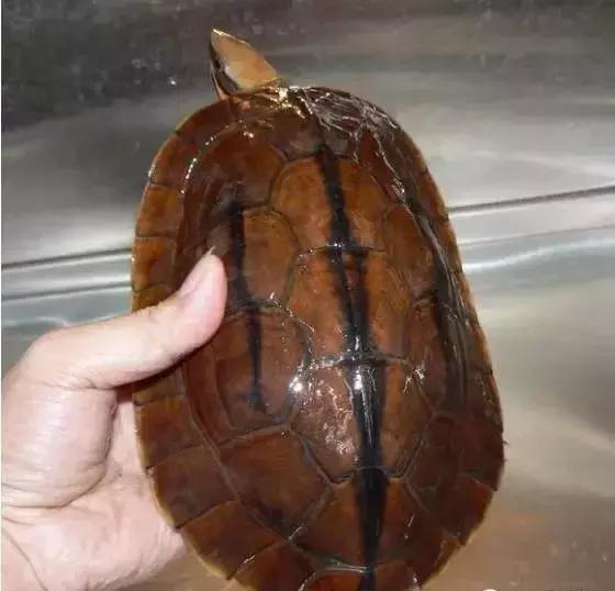 三线闭壳龟和潘氏闭壳龟区别,金头闭壳龟和三线闭壳龟同池