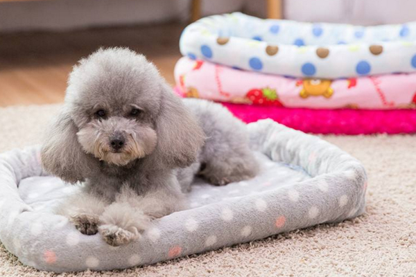 小狗狗感冒了，需要及时用药，一般10天之内可以痊愈！