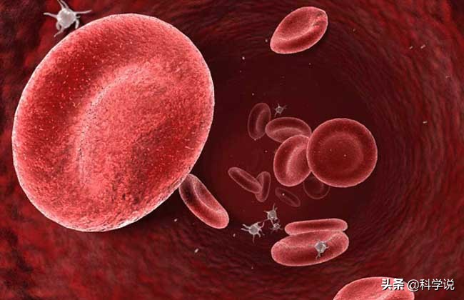 什么血型能生出熊猫血型的孩子,熊猫血型他的母亲应该是什么血型