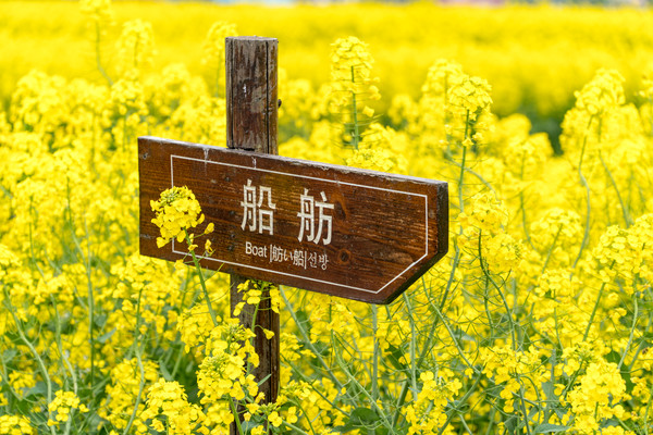 踏春赏花正当时，打卡千垛水上油菜花！玩转兴化景点美食全攻略