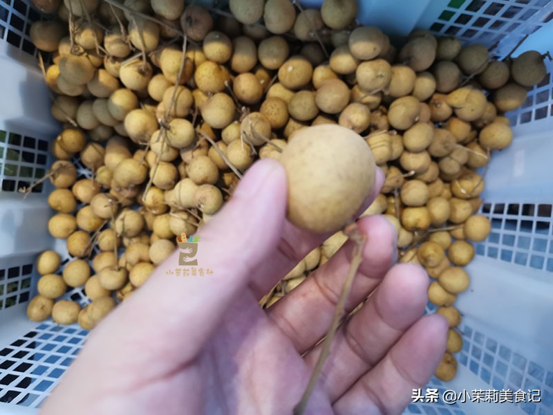 八月鲜龙眼,八月龙眼品种