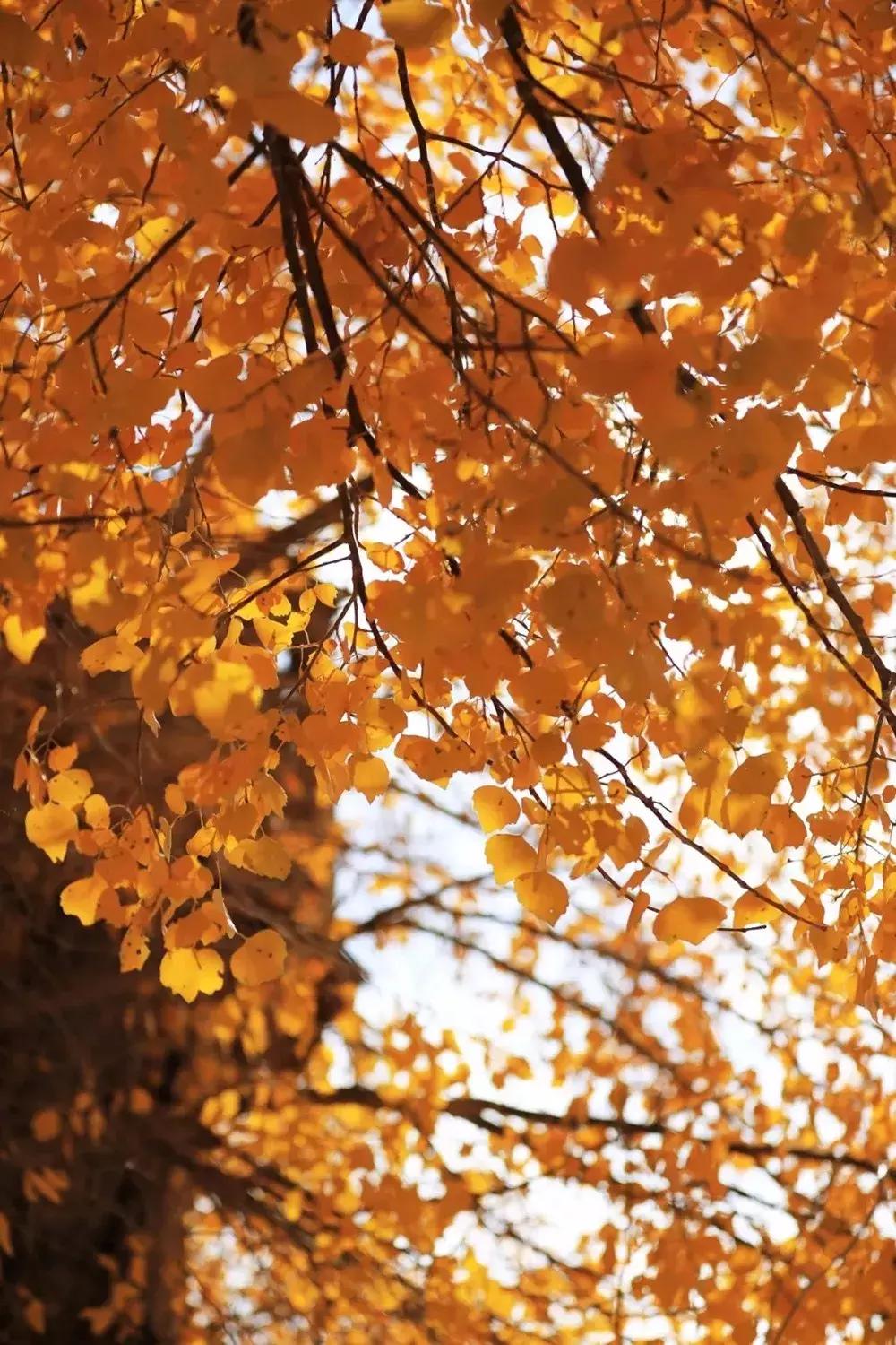 额济纳旅游自由行攻略,额济纳旗旅游最佳省钱攻略