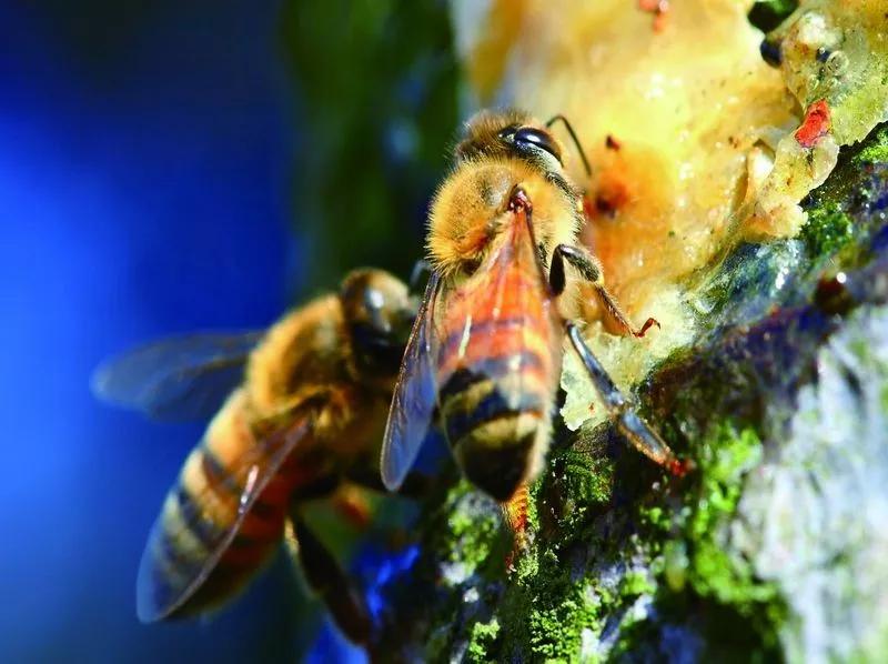 纯天然蜂蜜零添加美容养颜,纯天然蜂蜜美容养颜通便