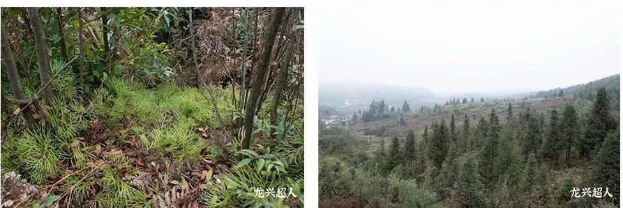 贵州道地药材天麻,道地药材天麻之乡