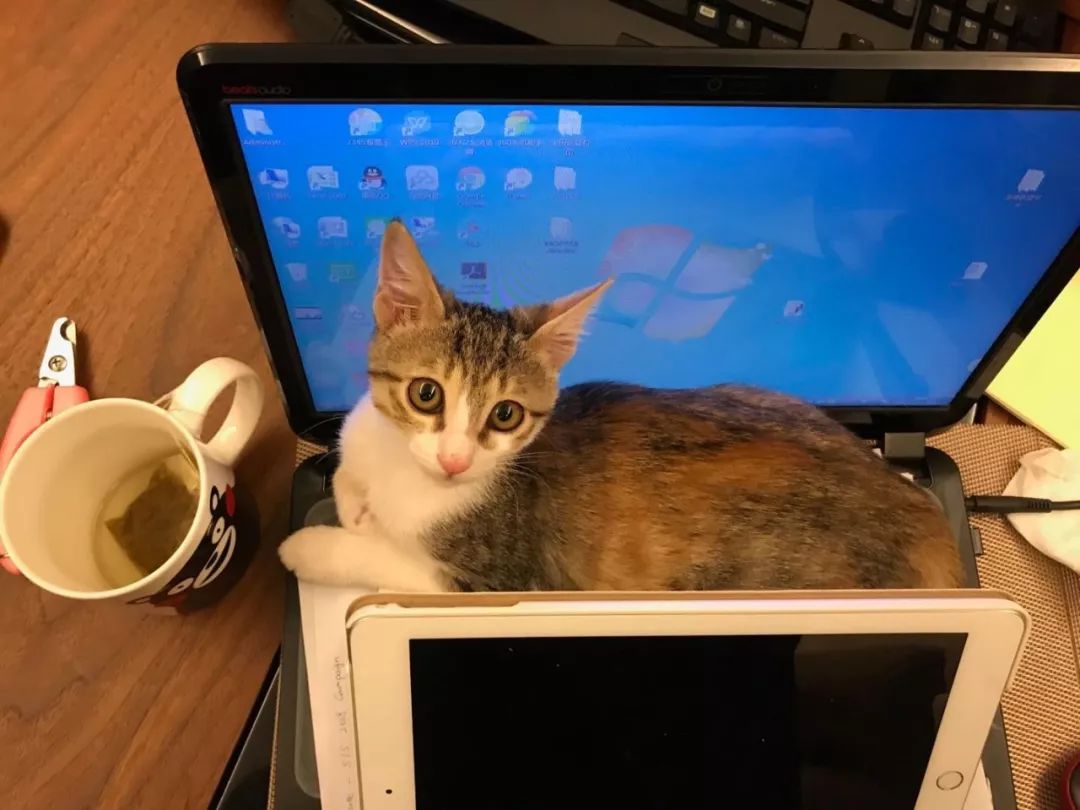 性格最温顺的小猫咪是什么,养一只超凶的小猫咪是什么体验