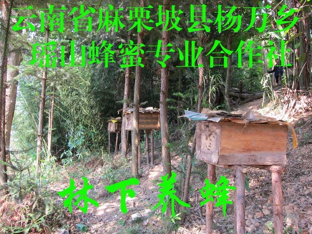 教你怎样买到好蜂蜜生活常识,天然蜂蜜与商品蜂蜜的区别