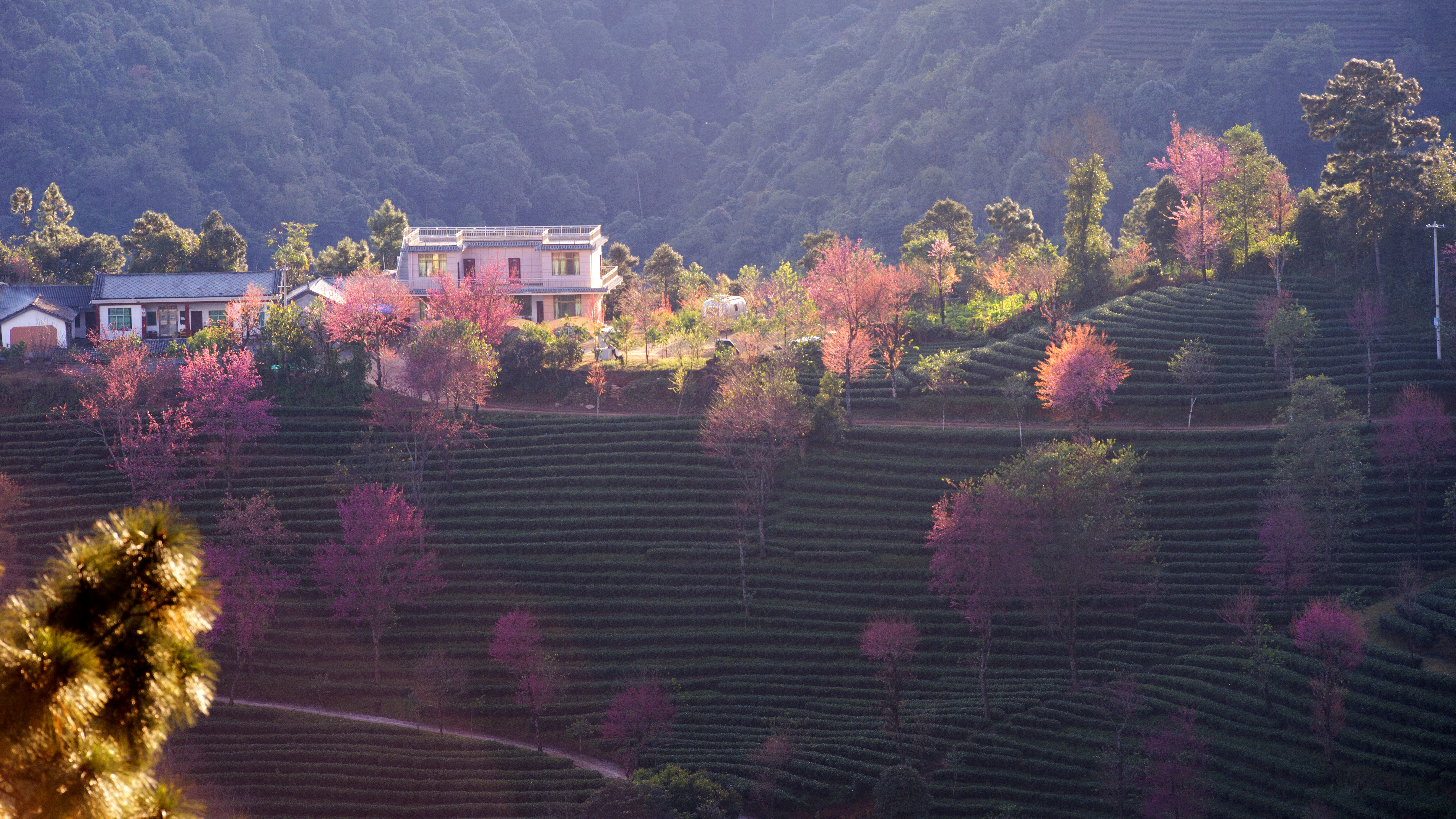 2023腾冲看银杏最佳时间,腾冲看银杏树旅游攻略