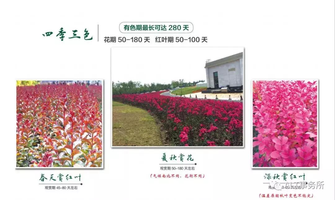 天鹅绒紫薇花烂漫,花争艳