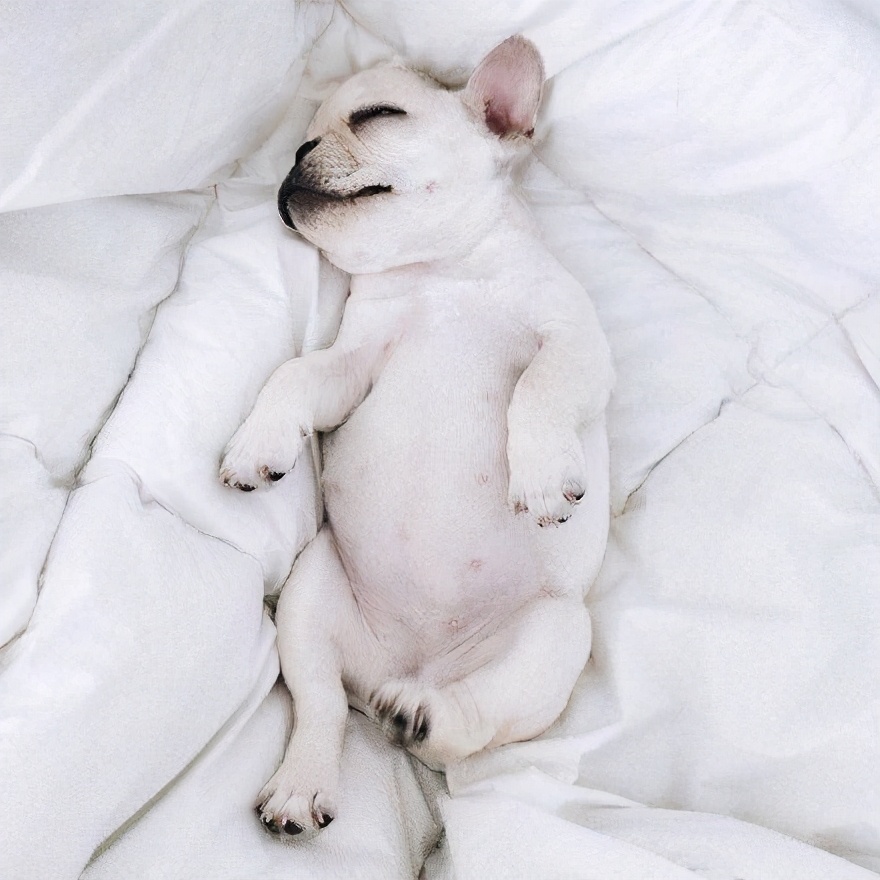 英国斗牛犬和法国斗牛犬哪个好养,法国斗牛犬为什么禁养