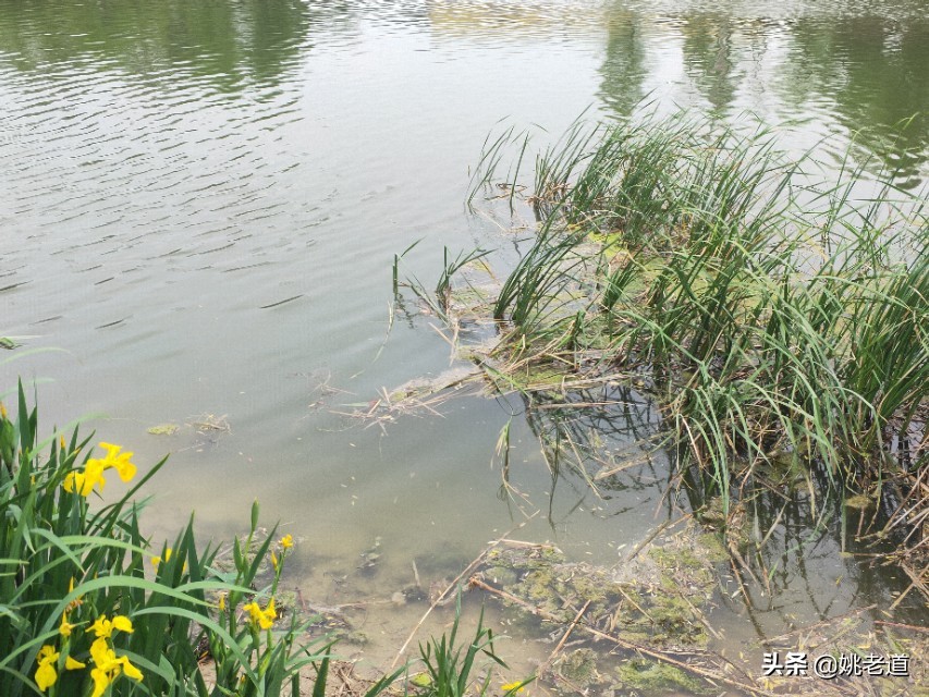 夏天早上钓深好还是钓浅好,夏天天热晚上钓深水还是浅水