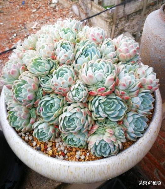 冰梅的养殖方法,冰梅怎么爆盆