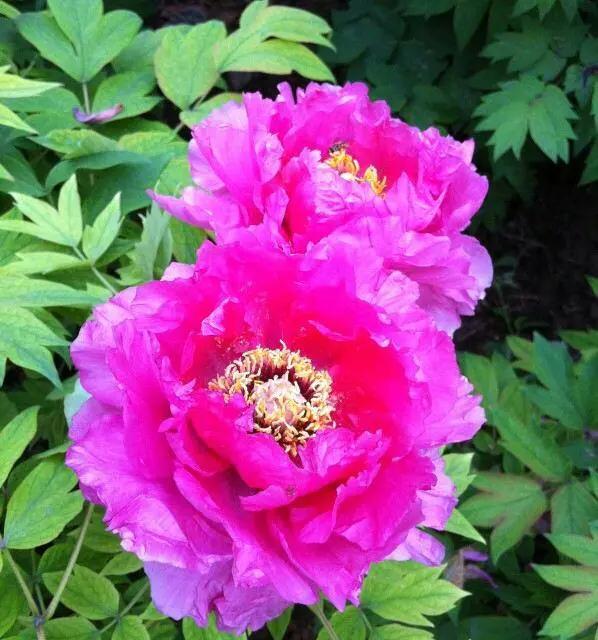 外地人在洛阳的真实生活,在洛阳生活是什么样的