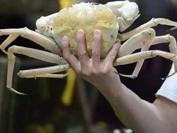 螃蟹比较小但是比较好吃,螃蟹有红色的有白色的