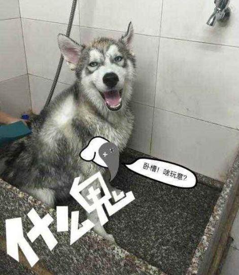 哈士奇一种养不养都会后悔的狗狗,养哈士奇可以像养土狗一样吗