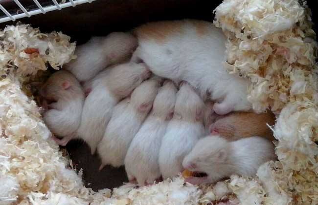 养金丝熊卫生吗,养宠物金丝熊