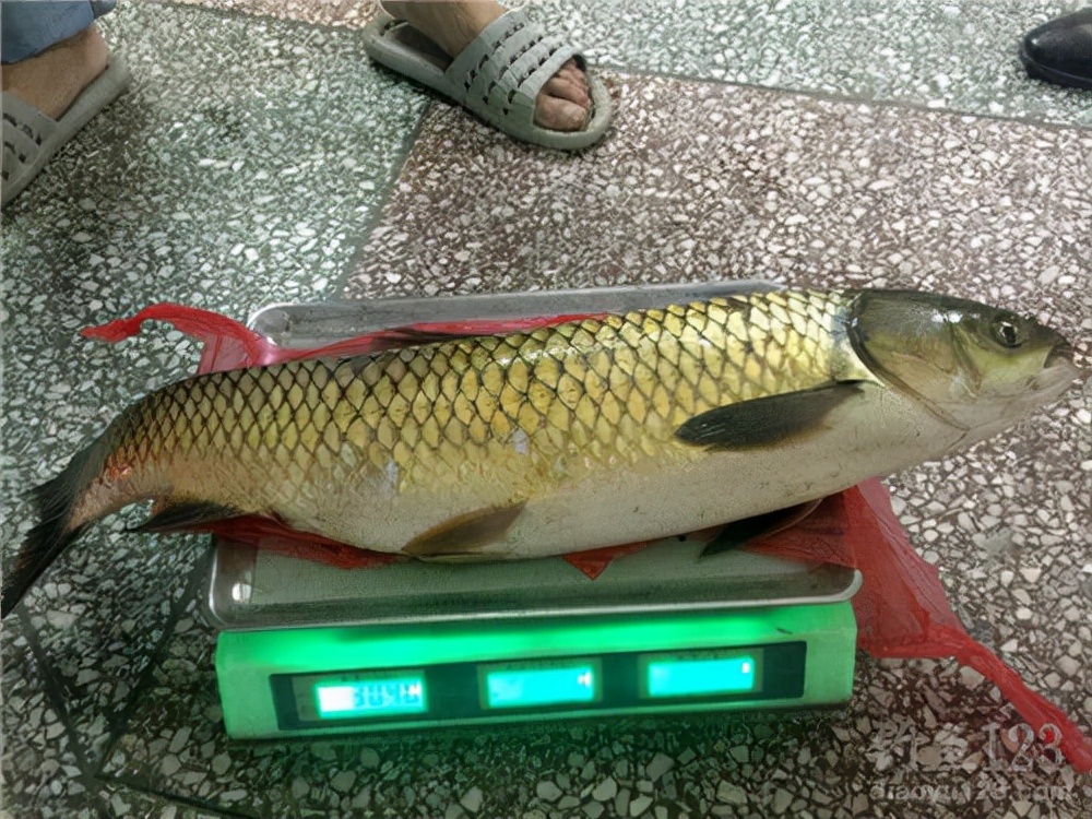 钓草鱼的最佳饵料比例,钓草鱼技巧与多种饵料选择