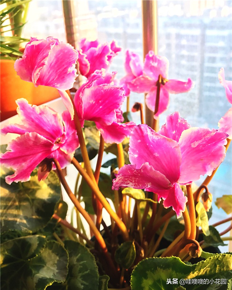 仙客来移盆倒伏的补救方法,仙客来花朵出现倒伏的原因