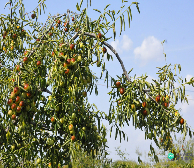 院子适合种的花和设计,庭院设计植物大全