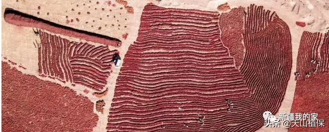 阿拉尔将成为南疆最大的城市,南疆阿拉尔市