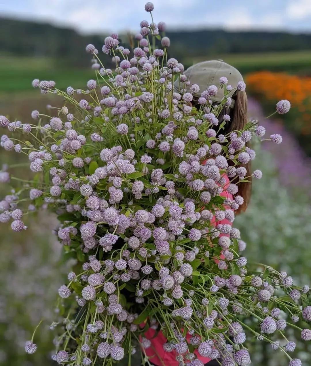 花要不要经常换水,花材正确处理方式及日常养护