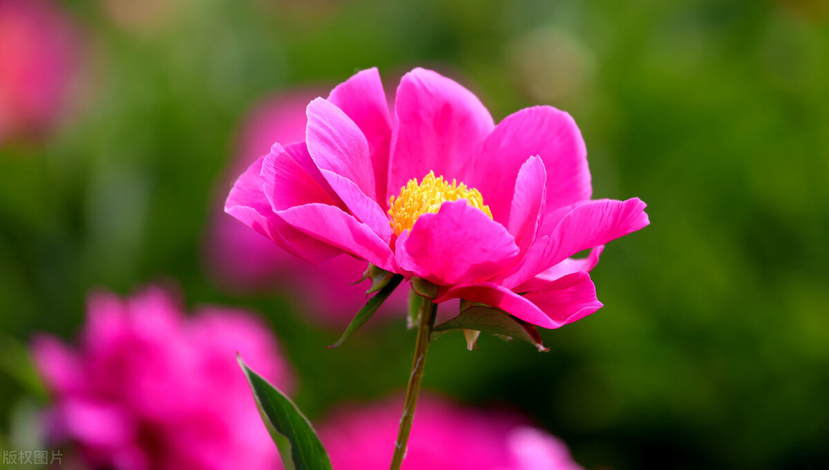 什么花适合送生日花,你的生日代表的花朵及寓意图片