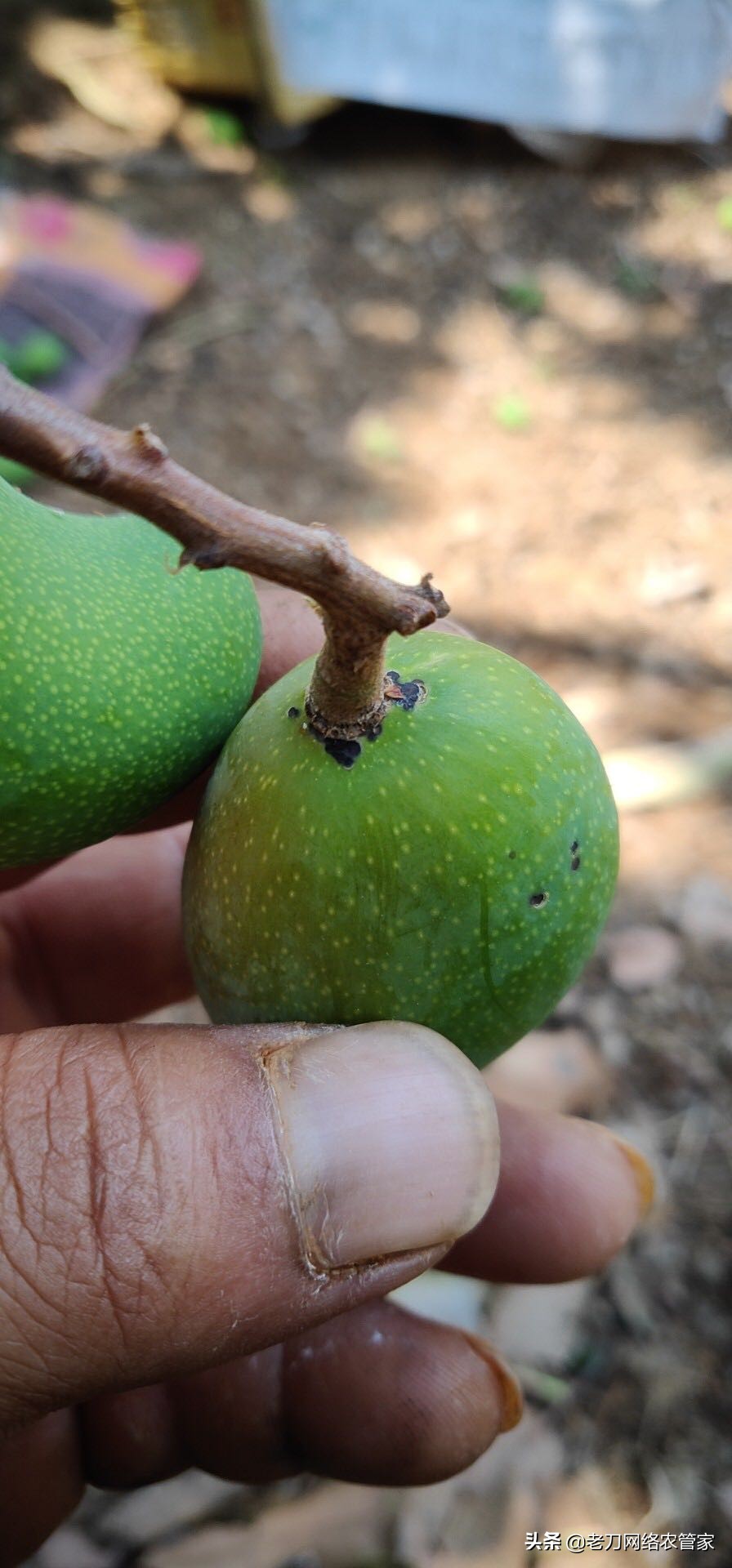 芒果炭疽病用什么杀菌剂效果好,芒果树叶炭疽病的症状及表现