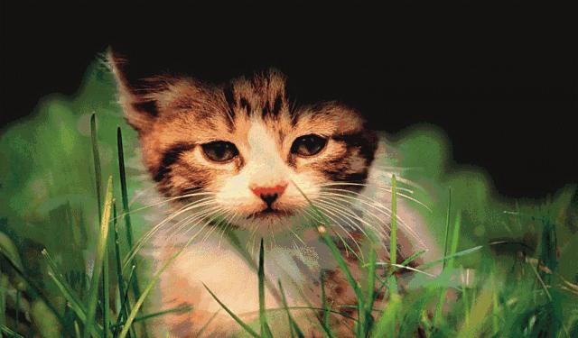 视力恢复有什么办法,视力恢复有什么方法