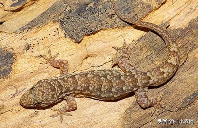 壁虎有毒吗家里有壁虎怎么办,农村常见的壁虎是什么品种