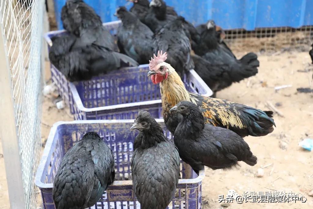 致富经|长武绿皮鸡蛋成为群众脱贫致富的“金蛋蛋”