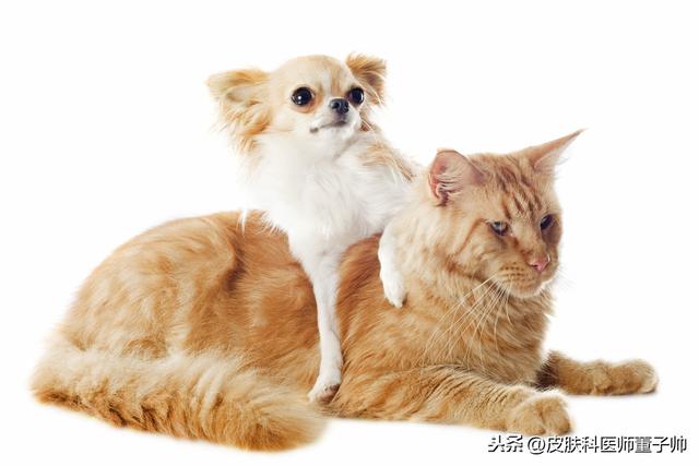 养宠物孩子容易得皮肤病,养宠物引起的皮肤病