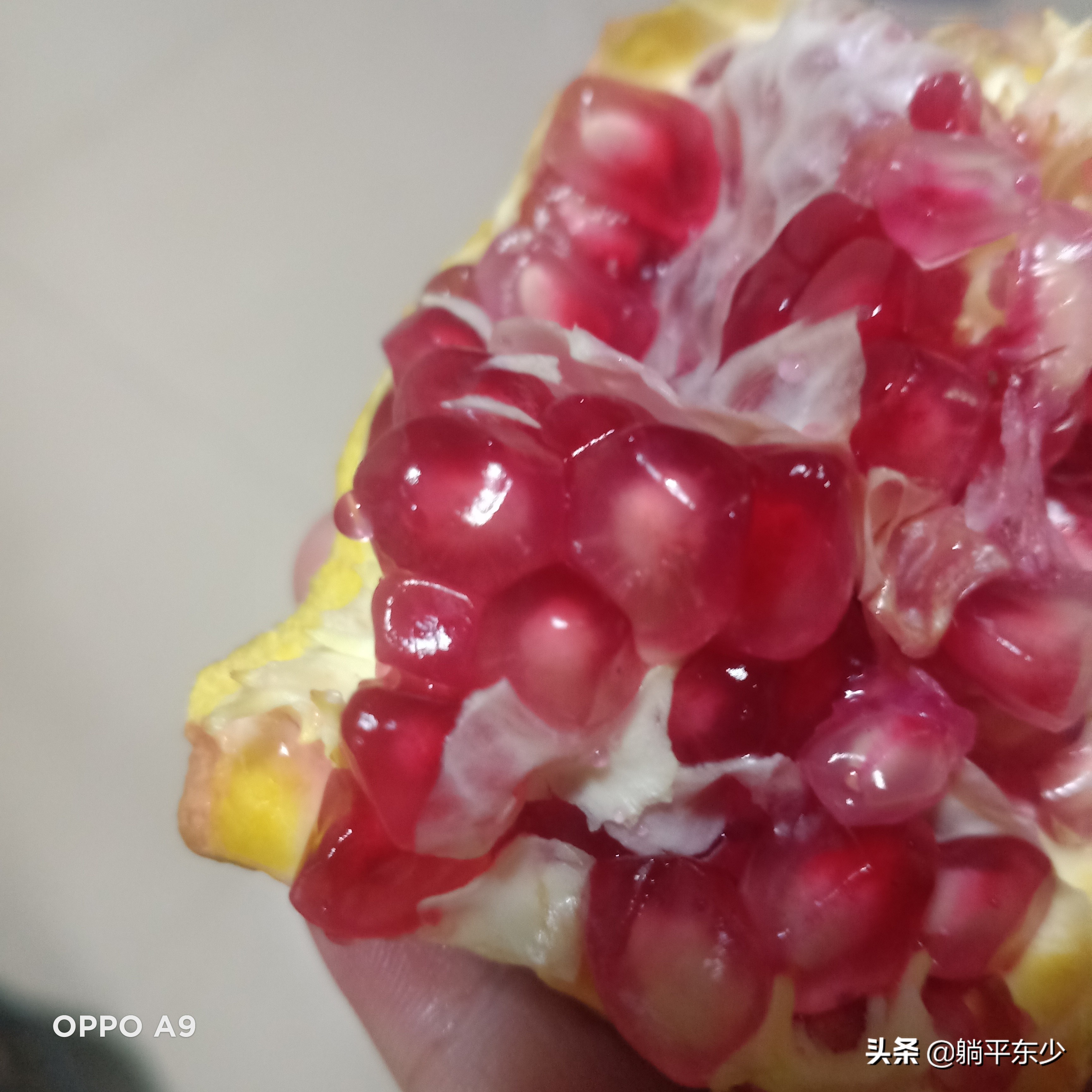 突尼斯软籽石榴苗真假辨别图片,突尼斯软籽石榴正宗苗