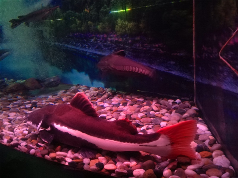 富国海底世界京津冀,游富国海底世界