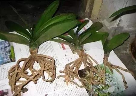 君子兰怎么移盆容易成活率高,君子兰多株在一起还是分株长得快