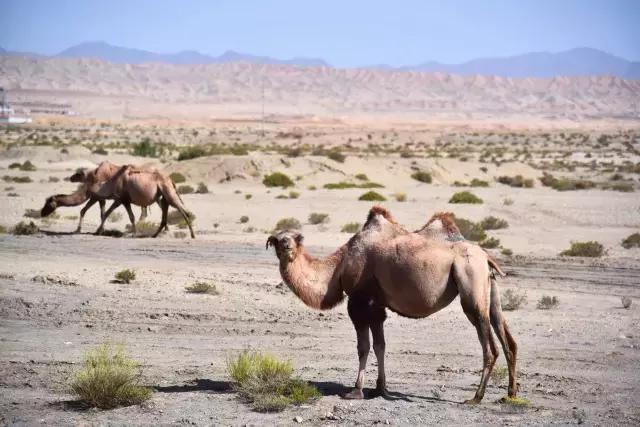 她的美是你无法企及的,她的美是不可方物的美
