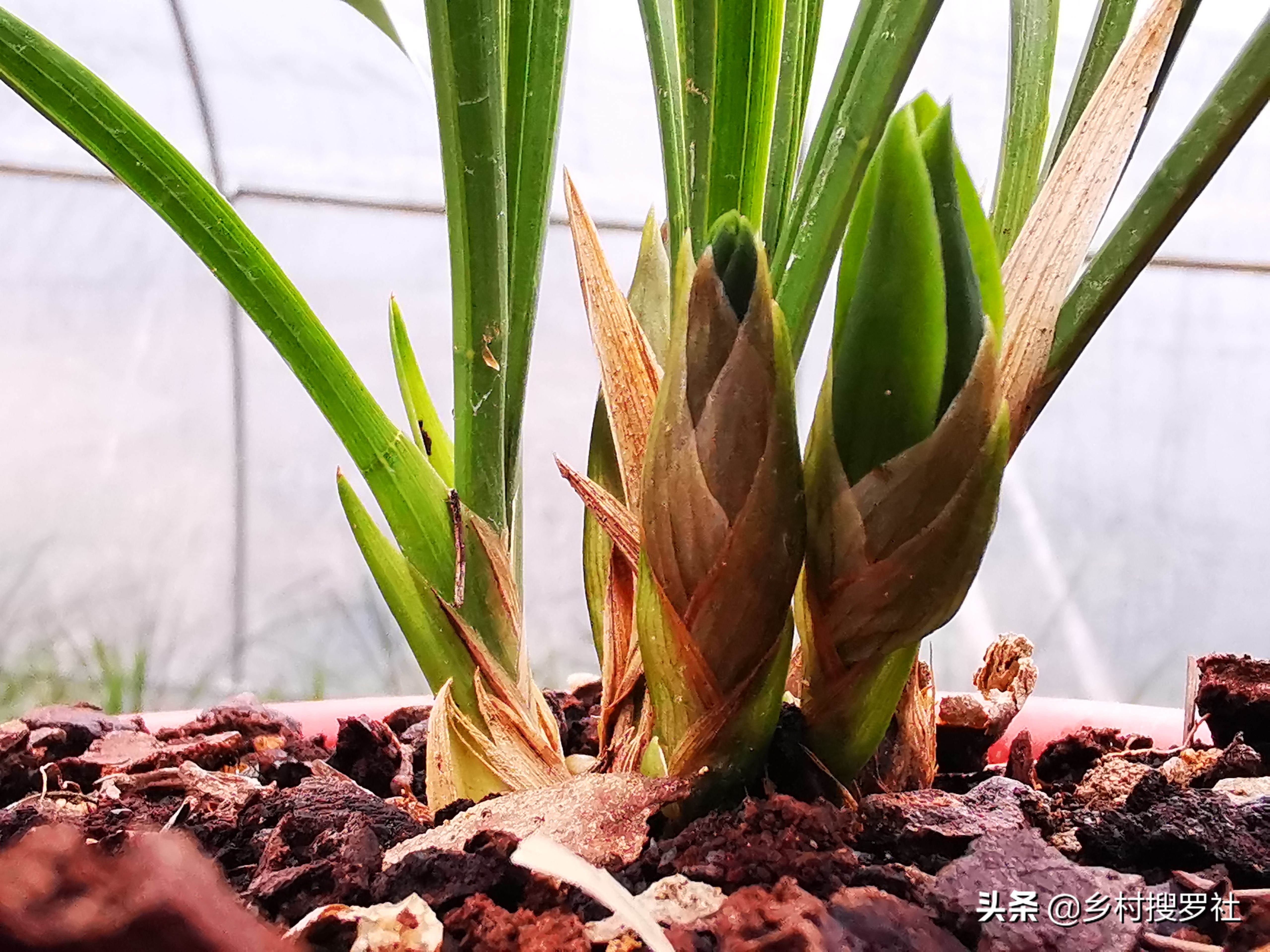 兰花长出了花苞如何让它长快一些,已有花苞的兰花怎么管理好